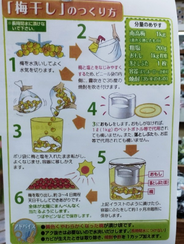梅干しの作り方